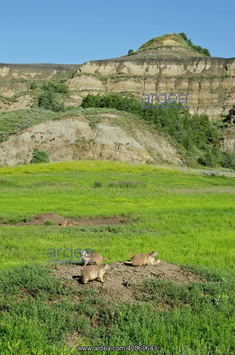 : Black-tailed Prairie Dog - town / colony - summer : Black-tailed Prairie Dog - town / colony - summer