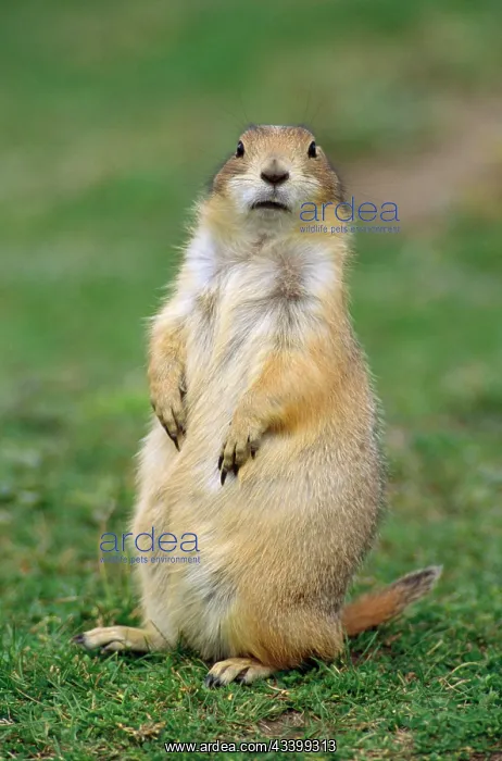 : Black-tailed PRAIRIE DOG - upright : Black-tailed PRAIRIE DOG - upright