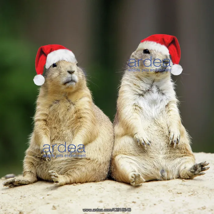 : Black-tailed Prairie Dog - wearing Christmas hats : Black-tailed Prairie Dog - wearing Christmas hats