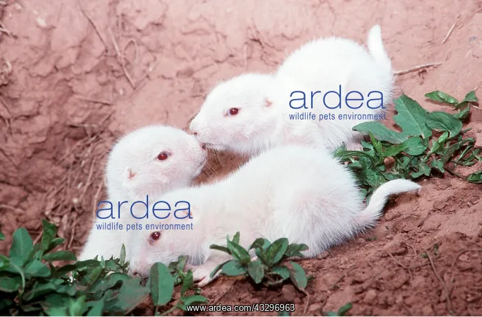 : Black-tailed PRAIRIE DOG - x three albino pups : Black-tailed PRAIRIE DOG - x three albino pups