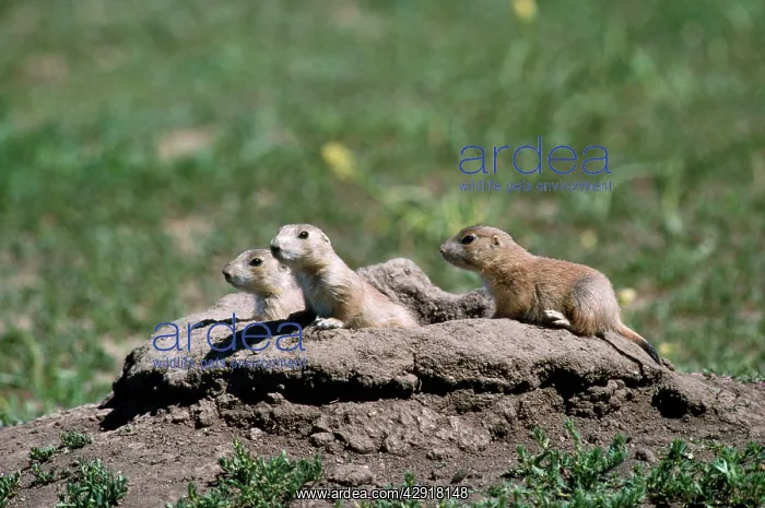 : Black-tailed Prairie Dog - young at entrance to burrow : Black-tailed Prairie Dog - young at entrance to burrow