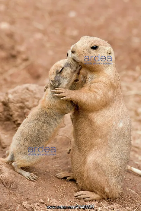 : Black-Tailed Prairie Dogs - adult & juvenile hugging : Black-Tailed Prairie Dogs - adult & juvenile hugging