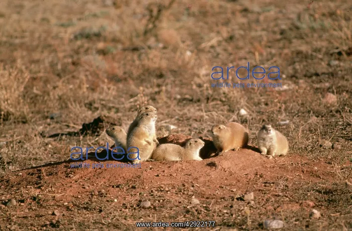  : Black-tailed PRAIRIE DOGS - by burrow entrance
