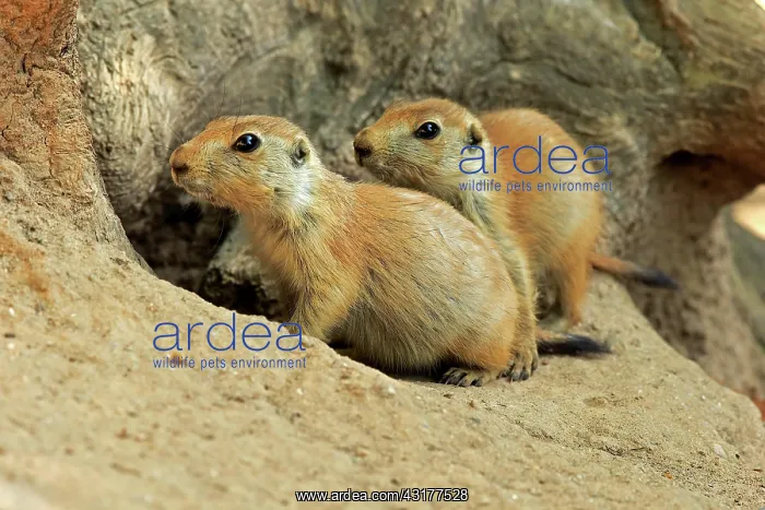 : Black-tailed Prairie Dogs (Cynomys ludovicianus) : Black-tailed Prairie Dogs (Cynomys ludovicianus)