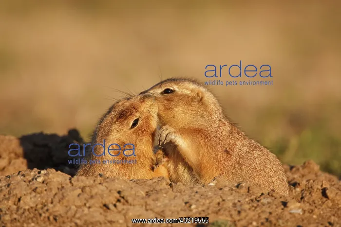 : Black tailed Prairie Dogs (Cynomys ludovicianus) : Black tailed Prairie Dogs (Cynomys ludovicianus)