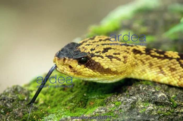 : Black-tailed Rattlesnake : Black-tailed Rattlesnake