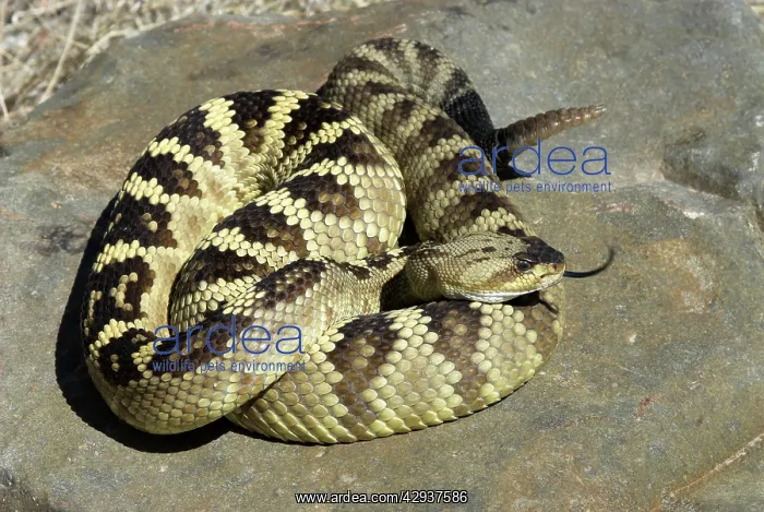 : Black-tailed Rattlesnake : Black-tailed Rattlesnake
