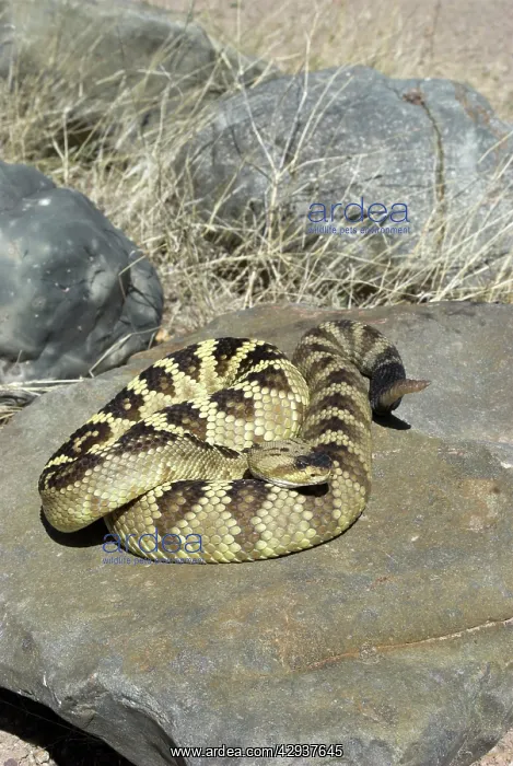 : Black-tailed Rattlesnake : Black-tailed Rattlesnake