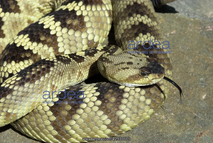 : Black-tailed Rattlesnake : Black-tailed Rattlesnake