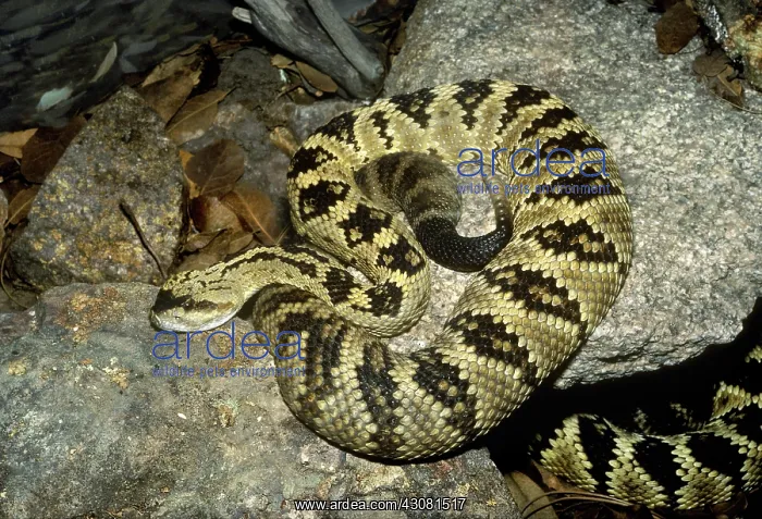 : Black Tailed Rattlesnake : Black Tailed Rattlesnake