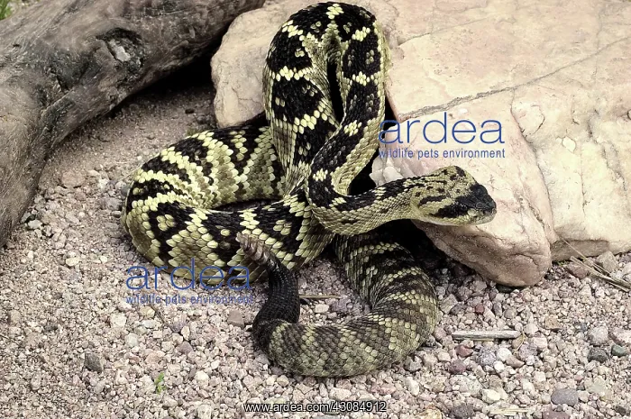 : Black-Tailed Rattlesnake : Black-Tailed Rattlesnake