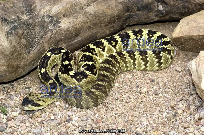 : Black-Tailed Rattlesnake : Black-Tailed Rattlesnake