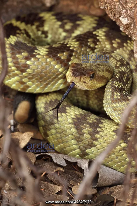 : Black-tailed Rattlesnake - coiled showing rattle : Black-tailed Rattlesnake - coiled showing rattle