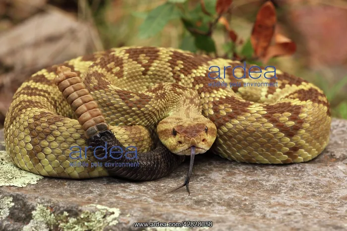: Black-tailed Rattlesnake - coiled showing rattle : Black-tailed Rattlesnake - coiled showing rattle