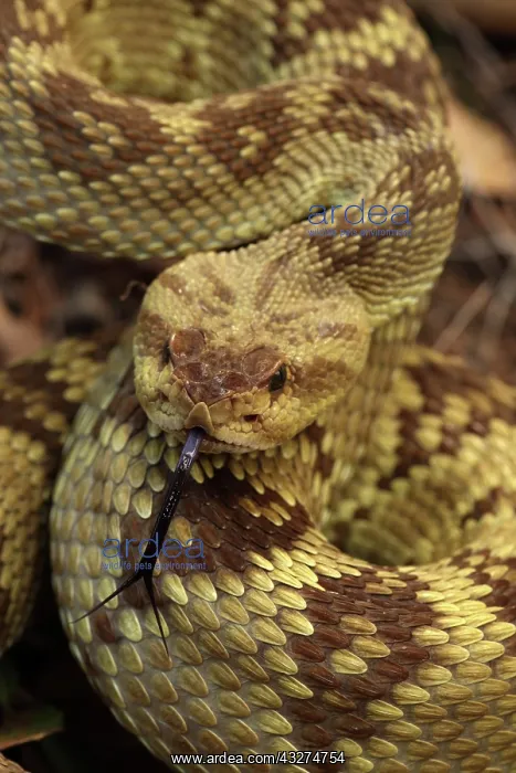 : Black-tailed Rattlesnake (Crotalus molossus) - Chiricahua M : Black-tailed Rattlesnake (Crotalus molossus) - Chiricahua M