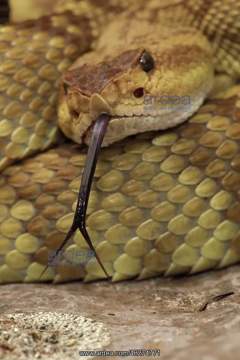 : Black-tailed Rattlesnake (Crotalus molossus) - Chiricahua M : Black-tailed Rattlesnake (Crotalus molossus) - Chiricahua M