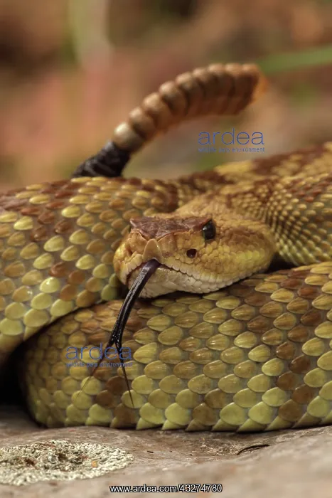 : Black-tailed Rattlesnake (Crotalus molossus) - Chiricahua M : Black-tailed Rattlesnake (Crotalus molossus) - Chiricahua M