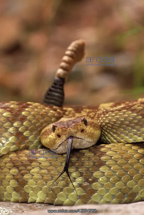 : Black-tailed Rattlesnake (Crotalus molossus) - Chiricahua M : Black-tailed Rattlesnake (Crotalus molossus) - Chiricahua M