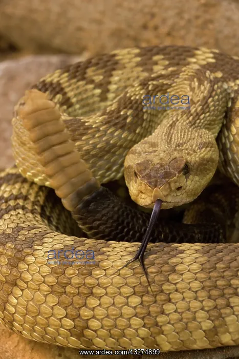 : Black-tailed Rattlesnake (Crotalus molossus) - Chiricahua M : Black-tailed Rattlesnake (Crotalus molossus) - Chiricahua M
