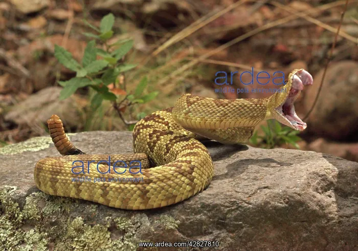 : Black-tailed Rattlesnake - with mouth wide open : Black-tailed Rattlesnake - with mouth wide open