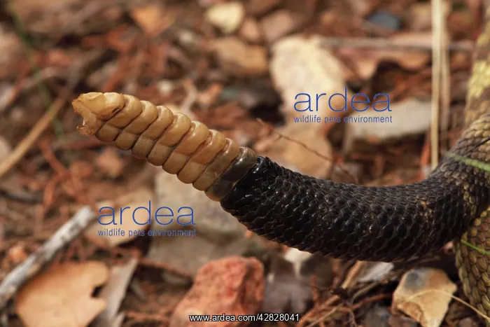  : Black-tailed Rattlesnake - rattle