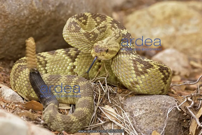 : Black-tailed Rattlesnake - Rattle in motion - 'Smelling' : Black-tailed Rattlesnake - Rattle in motion - 'Smelling'