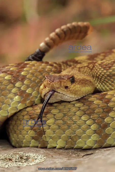  : Black-tailed Rattlesnake - showing rattle - smelling