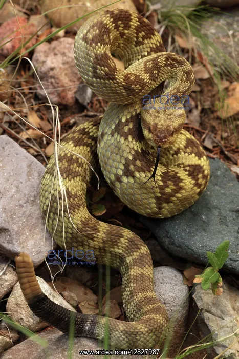 : Black-tailed Rattlesnake - showing rattle - smelling : Black-tailed Rattlesnake - showing rattle - smelling