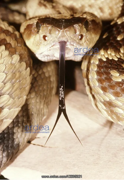  : Black-Tailed Rattlesnake - Showing tongue
