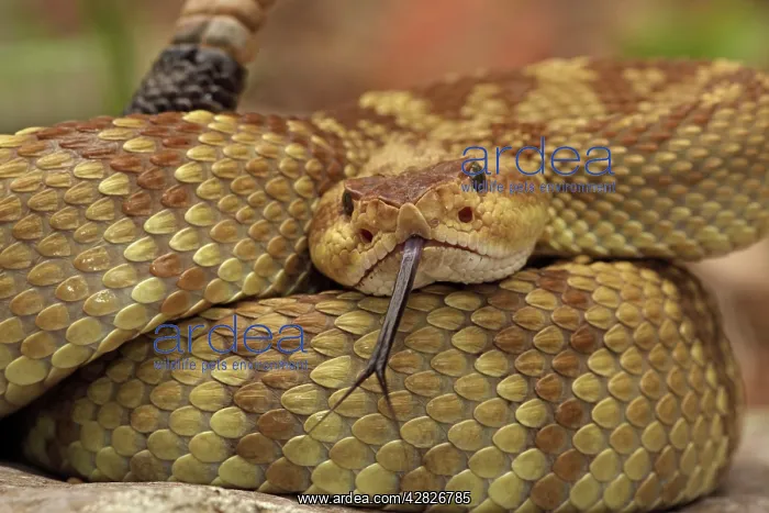 : Black-tailed Rattlesnake - smelling or tasting : Black-tailed Rattlesnake - smelling or tasting