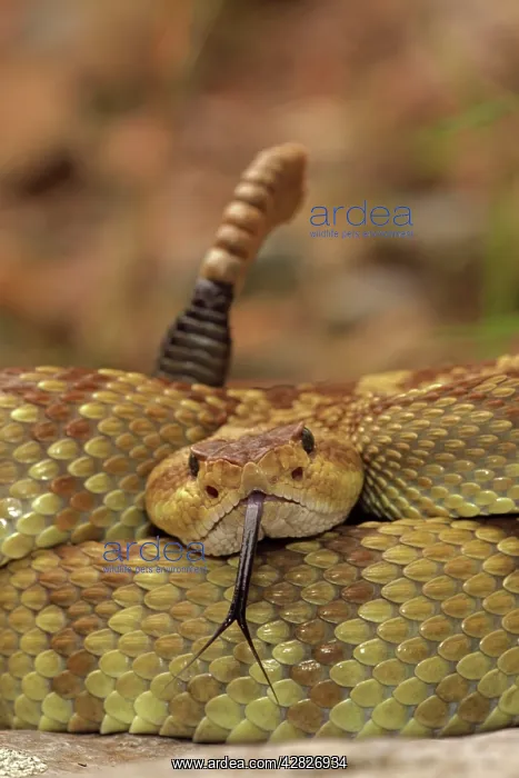 : Black-tailed Rattlesnake - Smelling / tasting : Black-tailed Rattlesnake - Smelling / tasting