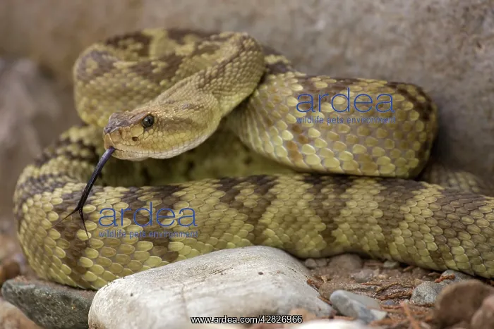 : Black-tailed Rattlesnake - smelling / tasting : Black-tailed Rattlesnake - smelling / tasting