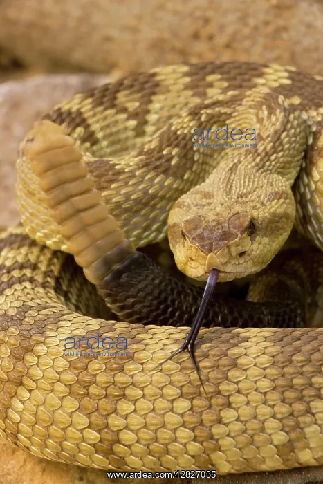 : Black-tailed Rattlesnake - smelling / tasting : Black-tailed Rattlesnake - smelling / tasting