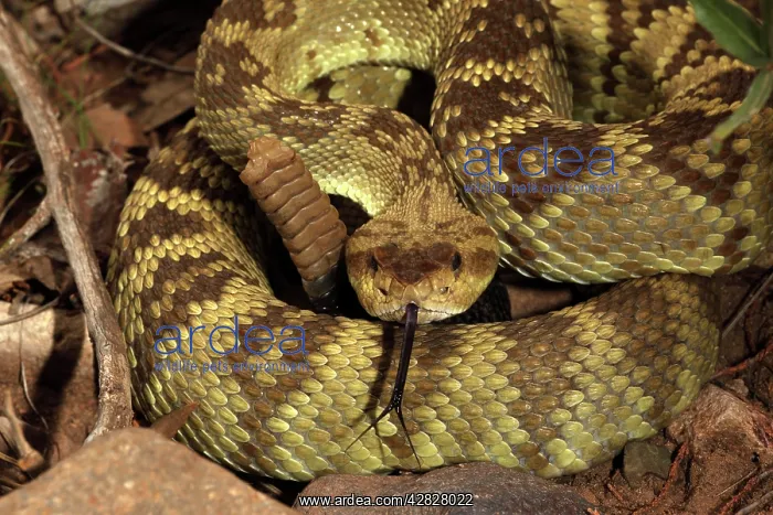 : Black-tailed Rattlesnake - smelling or tasting : Black-tailed Rattlesnake - smelling or tasting