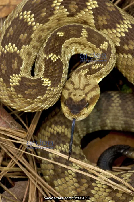 : Black-tailed Rattlesnake - smelling or tasting : Black-tailed Rattlesnake - smelling or tasting