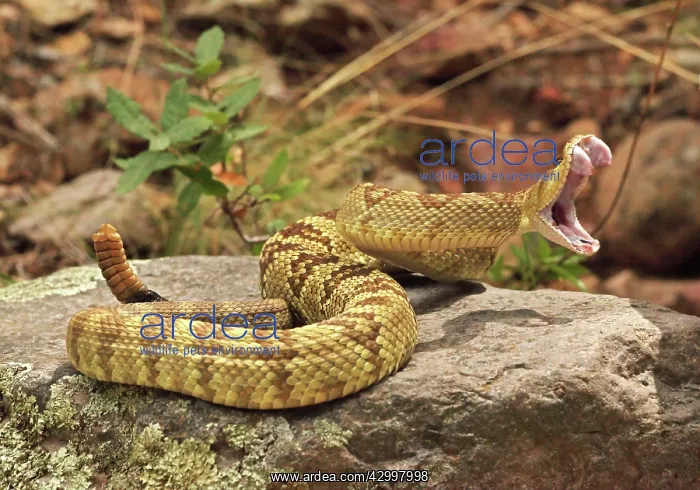 : Black-tailed Rattlesnake - Smelling / tasting the air wi : Black-tailed Rattlesnake - Smelling / tasting the air wi