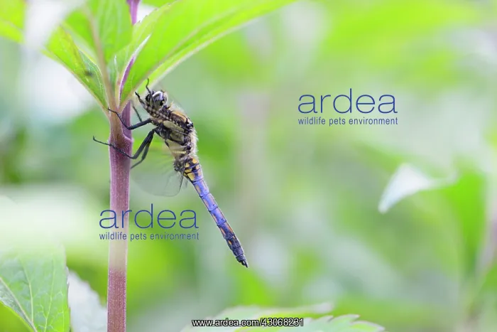 : Black-tailed Skimmer : Black-tailed Skimmer