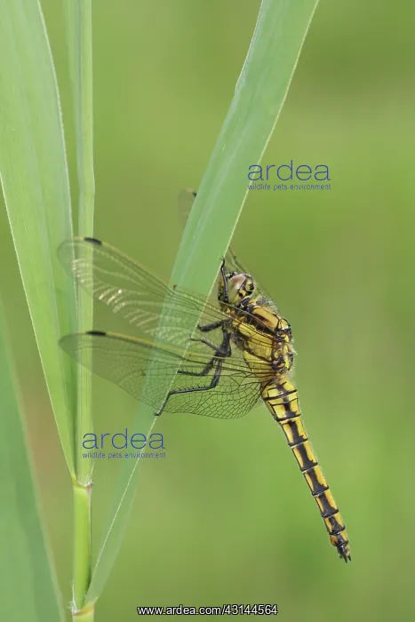 : Black-tailed Skimmer : Black-tailed Skimmer
