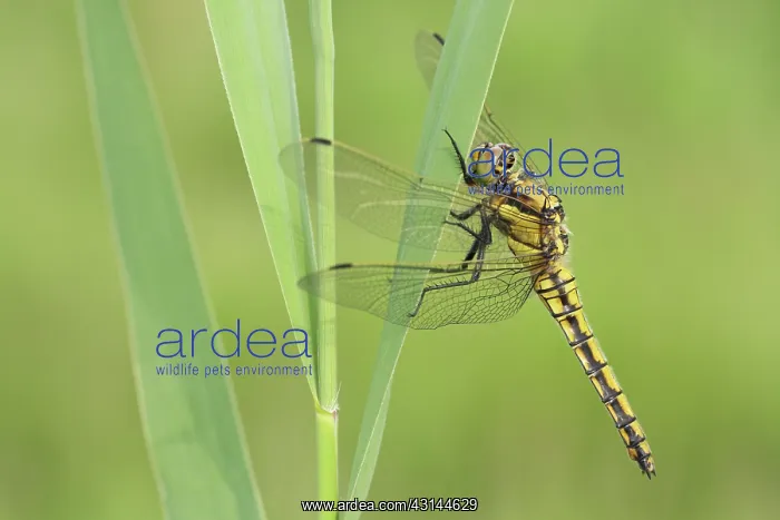 : Black-tailed Skimmer : Black-tailed Skimmer