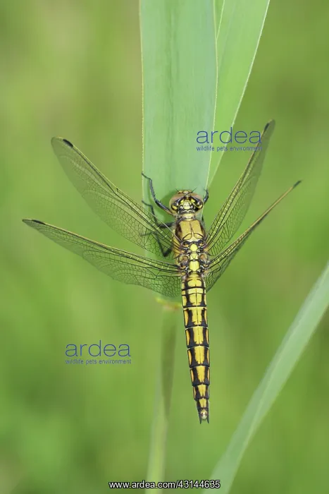 : Black-tailed Skimmer : Black-tailed Skimmer