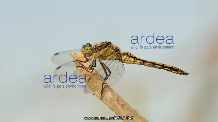 : Black-tailed Skimmer : Black-tailed Skimmer