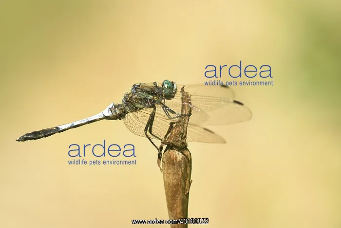 : Black-tailed Skimmer : Black-tailed Skimmer