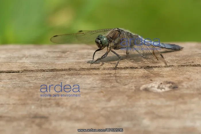 : Black-tailed Skimmer : Black-tailed Skimmer