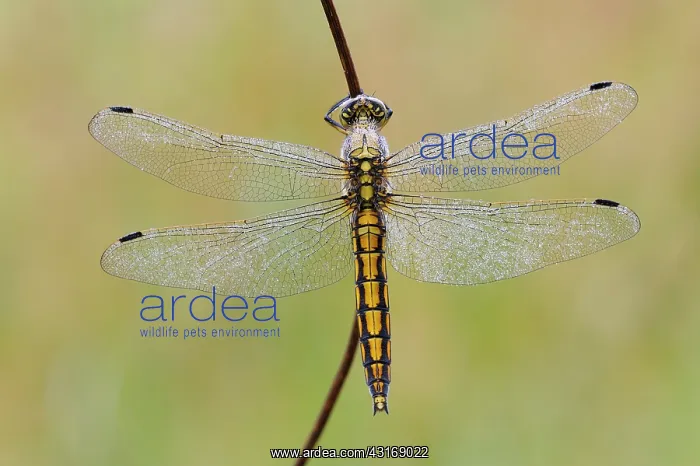  : Black-tailed Skimmer