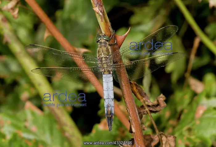 : Black-tailed Skimmer / Blue Arrows : Black-tailed Skimmer / Blue Arrows