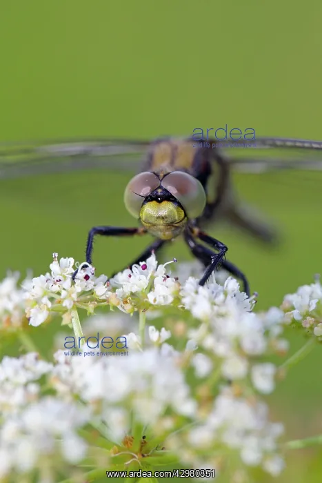 : Black Tailed Skimmer Dragonfly - immature male : Black Tailed Skimmer Dragonfly - immature male