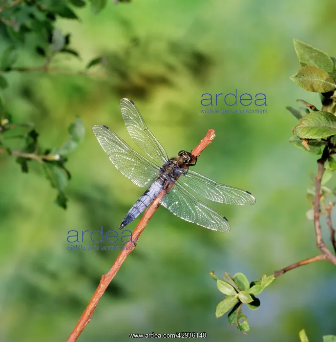 : Black-tailed Skimmer Dragonfly - male : Black-tailed Skimmer Dragonfly - male