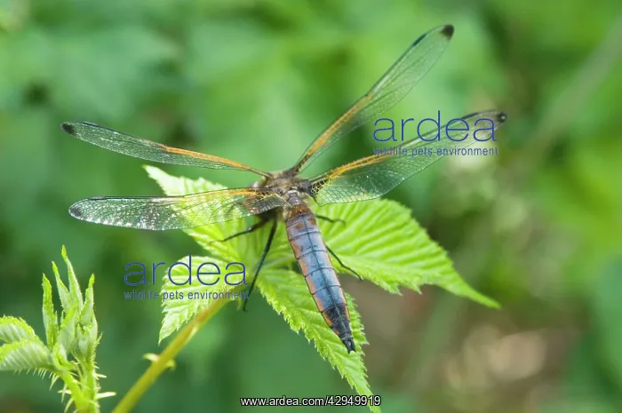  : Black Tailed Skimmer - Male