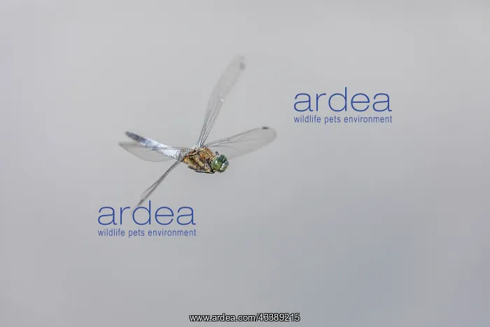 : Black Tailed Skimmer - Male - Flight : Black Tailed Skimmer - Male - Flight