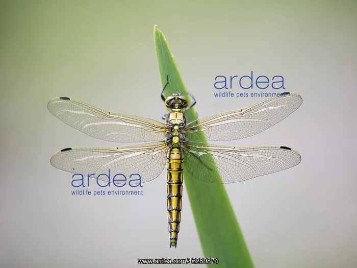 : Black-tailed Skimmer (Orthetrum cancellatum) fe : Black-tailed Skimmer (Orthetrum cancellatum) fe